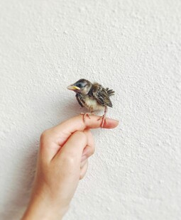 手托小鸟尽显自然之美