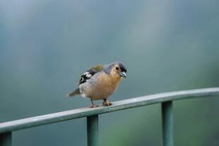 小鸟立于栏杆上