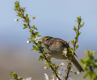 枝头小鸟赏春花