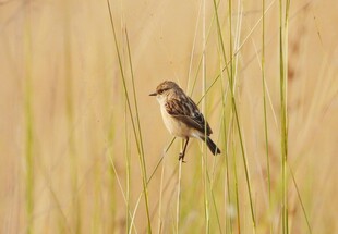草丛中栖息的小鸟