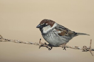 站在铁丝上的麻雀