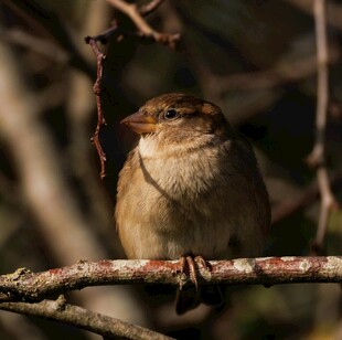 树枝上休憩的小巧麻雀