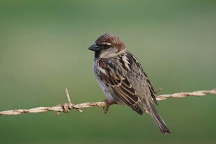 站在铁丝上的小巧麻雀