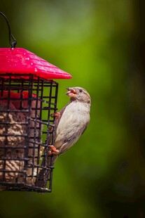小鸟立于红色鸟食器旁