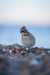 海边碎石上的小巧雀鸟