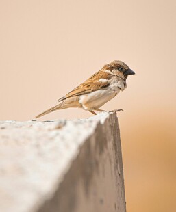 麻雀栖息于石沿