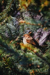 林间栖息的小鸟