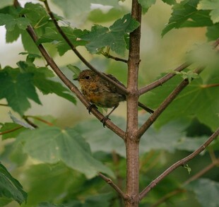 枝头小鸟栖于绿叶间