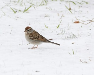 雪地中的小麻雀