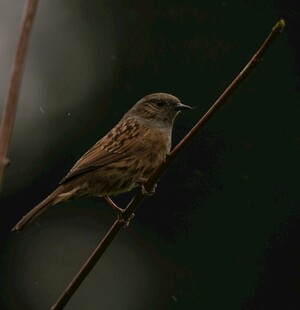 栖息于枝上的褐色小鸟