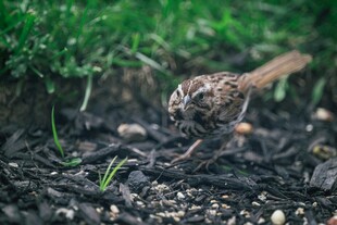 觅食小鸟于碎石绿植间