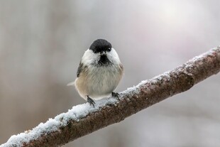 枝头小鸟雪姿态可爱
