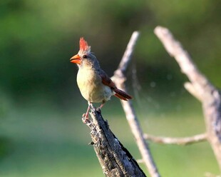 红衣主教鸟栖息枝头