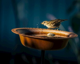 小鸟在水盆上停歇