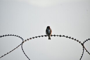 孤鸟栖于带刺铁丝之上