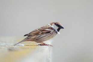 站在边缘的小巧麻雀