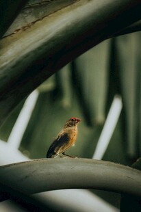 枝头小鸟
