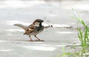 麻雀于水边展翅瞬间