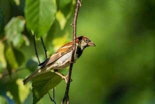 枝头小鸟叼虫瞬间