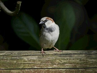 木上站立的小巧麻雀