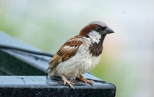 麻雀立于黑色物件上