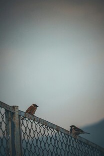 围栏上的几只小鸟