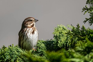 枝头小鸟