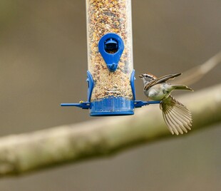 小鸟吸食喂鸟器种子瞬间