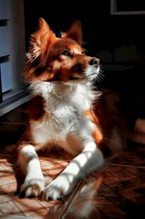 阳光下休憩的边牧犬