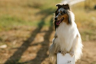 可爱长毛犬站立在户外