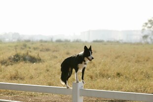 站在围栏上眺望的黑犬