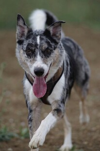 奔跑的喜乐蒂牧羊犬
