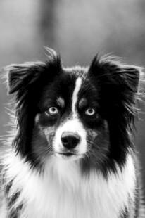 黑白边牧犬特写