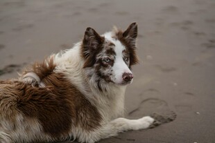 沙滩上休憩的边牧犬