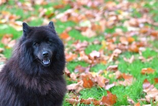 黑犬立于落叶缤纷草地
