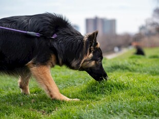 德国牧羊犬草地嗅闻