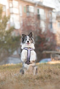 跳跃的萌犬