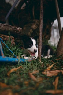 草丛中的可爱猫咪
