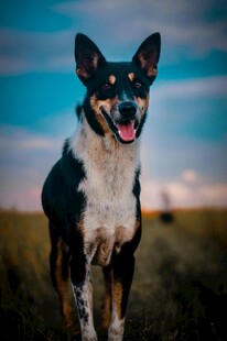 田野中的三色犬
