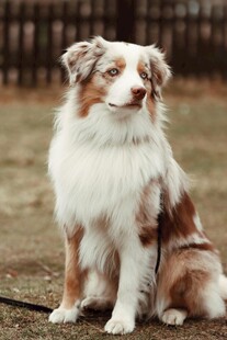 可爱边牧犬户外乖巧坐姿