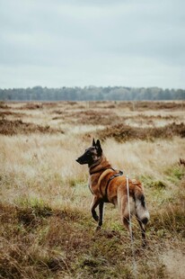 草原上独行的条纹野犬