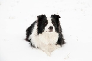 雪地中的边牧犬