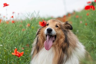 牧羊犬在花丛中开心吐舌