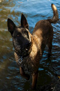 水中的帅气警犬