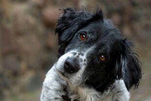 歪头萌犬眼神灵动超可爱