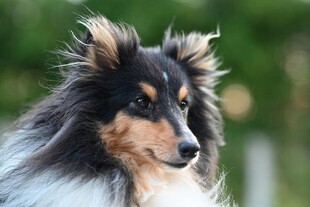 长毛牧羊犬帅气特写