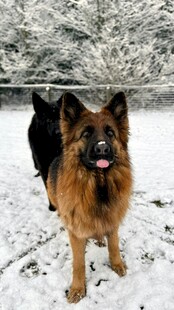 雪地中的两只德国牧羊犬