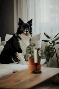 沙发上的可爱黑白边牧犬