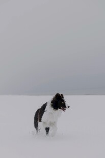 雪地中奔跑的黑白小狗