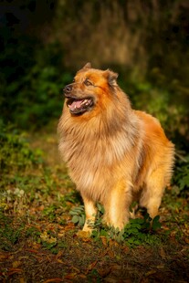 长毛牧羊犬在绿意中站立